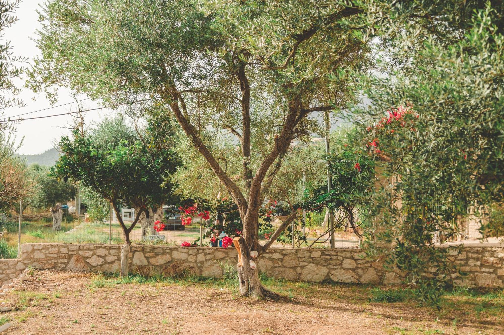 Olive Camping Himare Luaran gambar