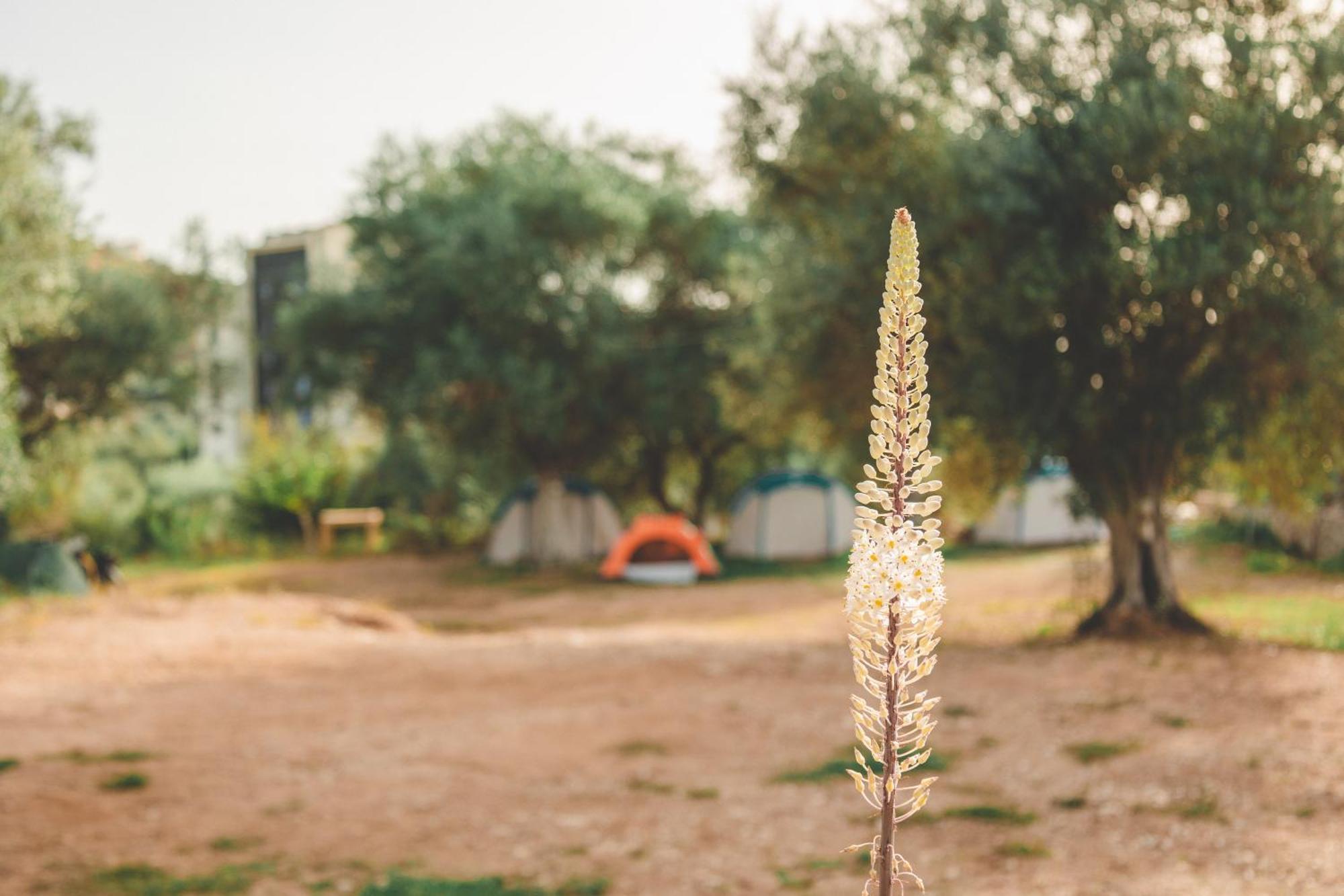 Olive Camping Himare Luaran gambar